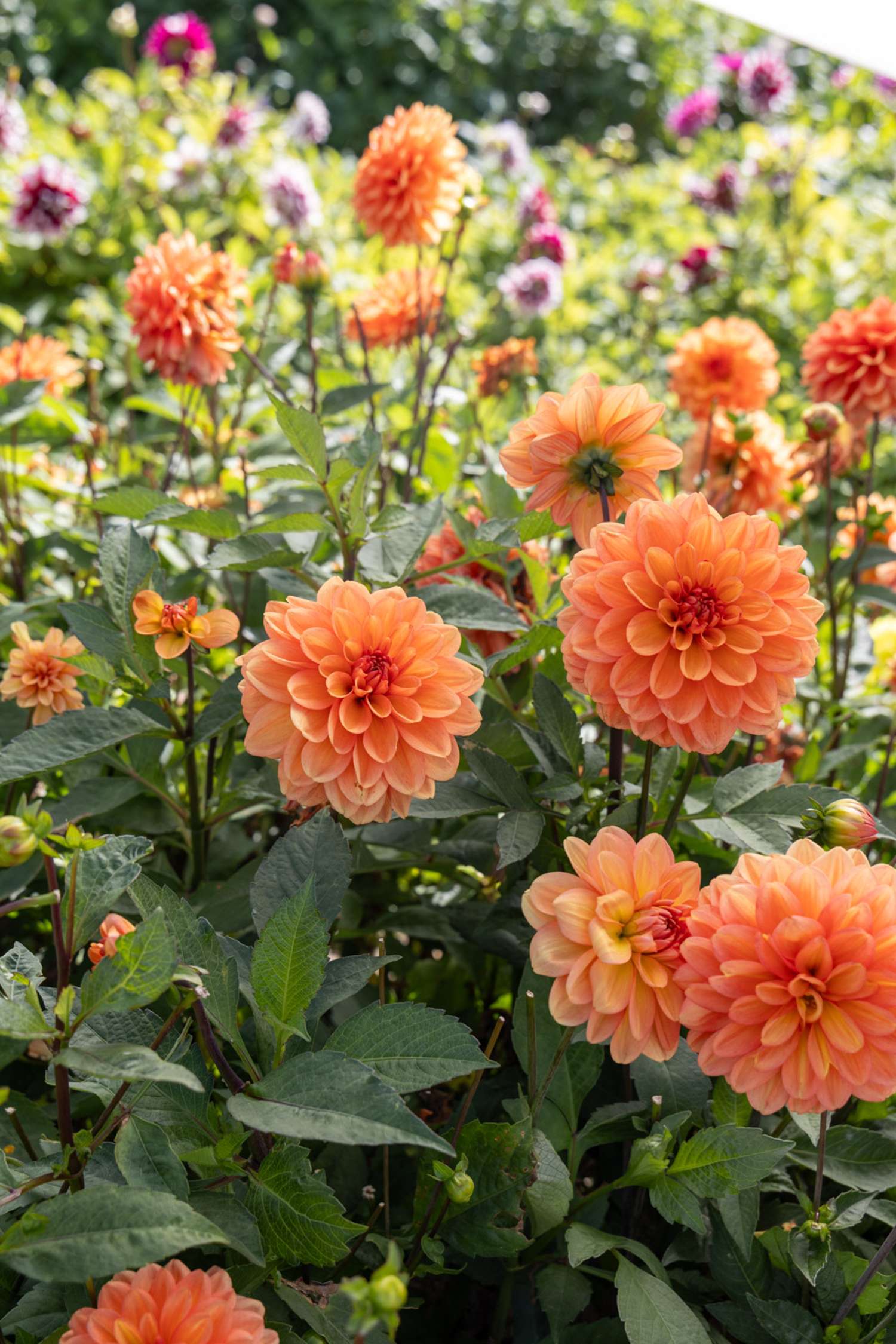 Dahlie ‘Go Go Peach’
